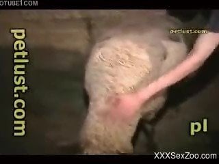 Man shows off on cam when fucking a sheep in the  vagina