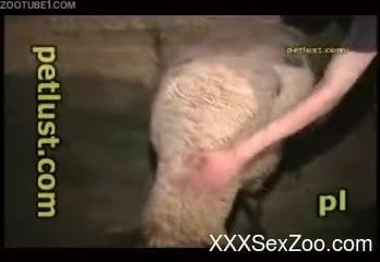 Ewe Hd Sex - Man shows off on cam when fucking a sheep in the vagina ...