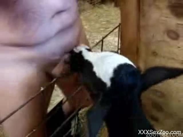Goat And Boy Xxxx - Man leaves goat to suck his dick in outdoor zoo on cam - XXXSexZoo.com