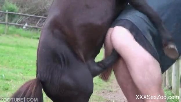 624px x 352px - Huge horse cock shaking around man's butt hole in advance to anal ...