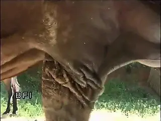 Severe animal porn scenes with a naked milf and a horny stallion