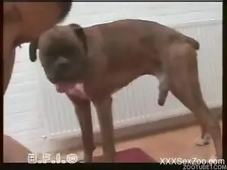 Strong content with babes enjoying dog for a fuck