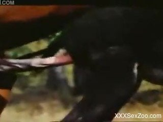 Hot scenes of rough horse porn caught on cam by amateur