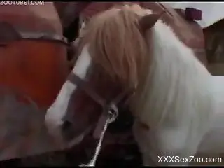 Amateur with slim forms using horse dick for sexual fantasy
