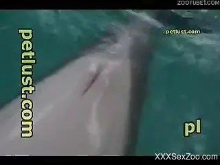 Ultra marine animal sex video with a man and a dolphin