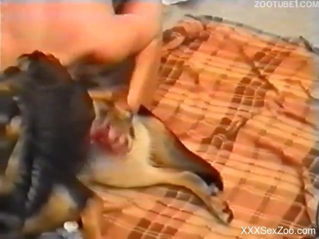 640px x 480px - Vintage dog sex action with a trained animal - XXXSexZoo.com