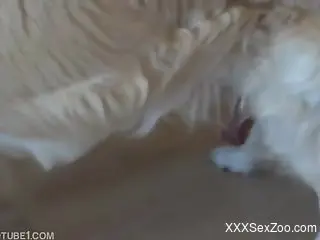 Skirt-wearing teen gets fucked by her cheerful mutt