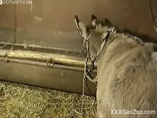 Horse's pussy gets fisted, tons of sexy stuff with farm animals