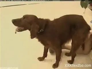 White dog and its horny owner riding its cock