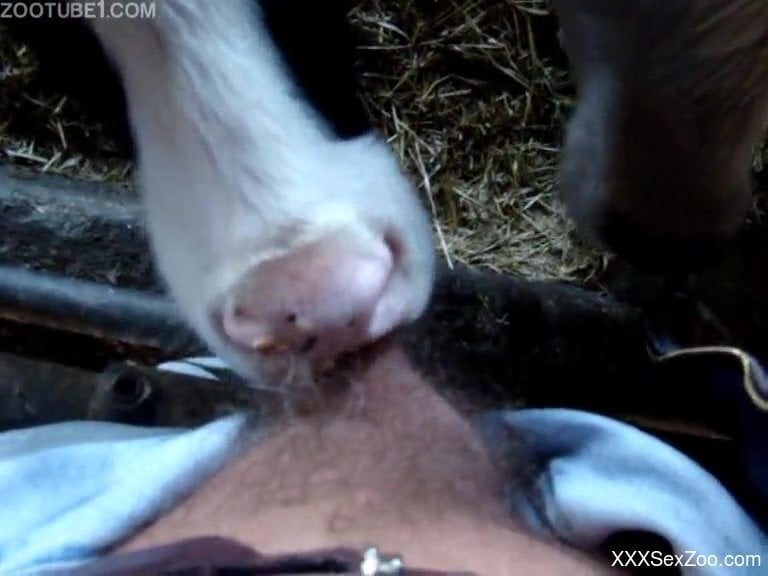 768px x 576px - Farm animals sucking this dude's meaty cock in POV ...