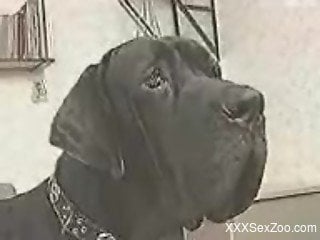 Black dog fucks its brunette owner on camera