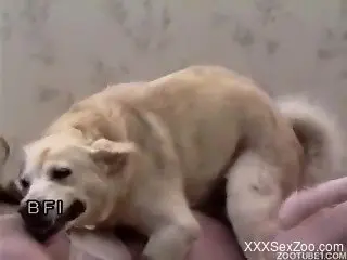 Young blonde wants the dog to fuck her hard