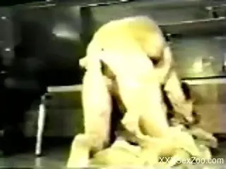 Doggy style dog xxx along a slutty woman in heats
