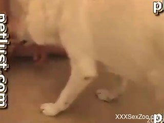 White dog enjoys filthy bestiality porn with an owner