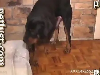 Black doggy impaled a horny owner in ass to ass pose