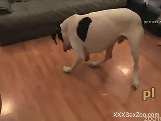 Cute dog gets sensually sucked by passionate owner