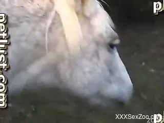White stallion gets analyzed by a lustful farmer zoofil