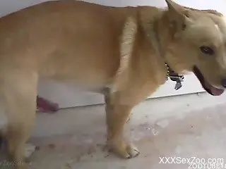 Good doggy nicely impaled a sweet owner from behind as he love