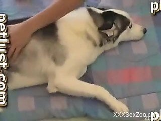 Sweet white doggy adores anal bestiality with an owner
