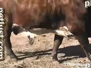Beautiful cow gets hardly fucked by farmer in nasty Zoo XXX