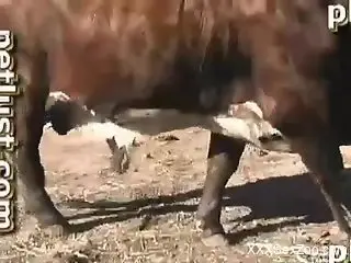 Beautiful cow gets hardly fucked by farmer in nasty Zoo XXX