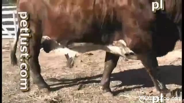 Any Xxx Cow - Beautiful cow gets hardly fucked by farmer in nasty Zoo XXX - XXXSexZoo.com