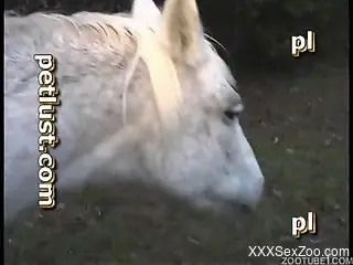 Sweet animal porn with a white horse and a filthy farmer