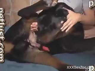 Male zoophile is sucking a massive hard boner of a black dog