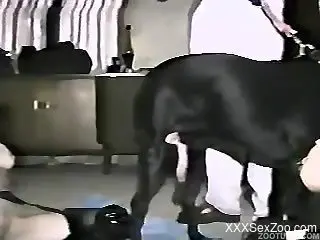 Small Dalmatian is trying to fuck with a slender young blonde