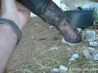 Horse handjob xxx