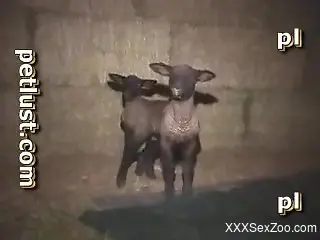 Strange guy loves to have fun with innocent sheep in barn