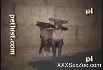 Strange guy loves to have fun with innocent sheep in barn ...