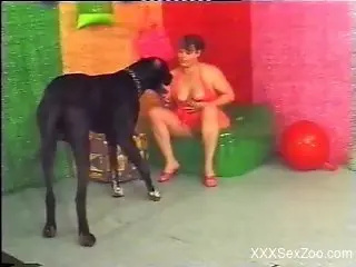 Black Great Dane and his erect tool are perfect for horny MILF