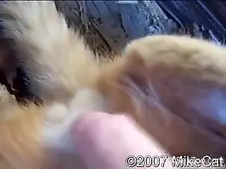 Owner teases his cat's penis in close-up video