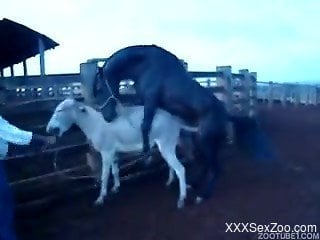 Cowboy watches beautiful black horse penetrating donkey