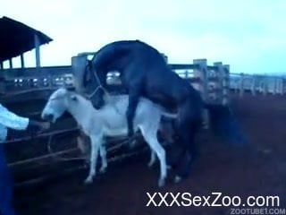 Cowboy watches beautiful black horse penetrating donkey - XXXSexZoo.com