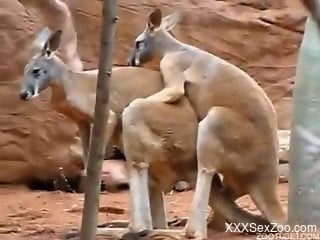 Visitor with camera films kangaroo fucking partner in zoo