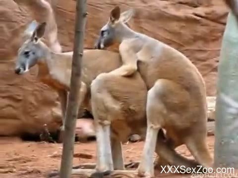 Www Cangaroo Xxx Video - Visitor with camera films kangaroo fucking partner in zoo - XXXSexZoo.com