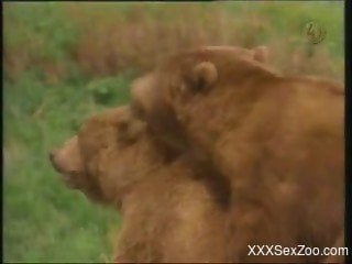 Bears fucking in the wild while horny voyeur watching