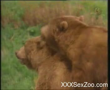 Bf Janvr - Bears fucking in the wild while horny voyeur watching - XXXSexZoo.com