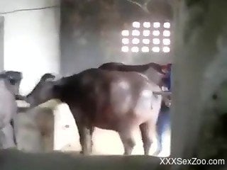 cow Free Zoophilia Videos