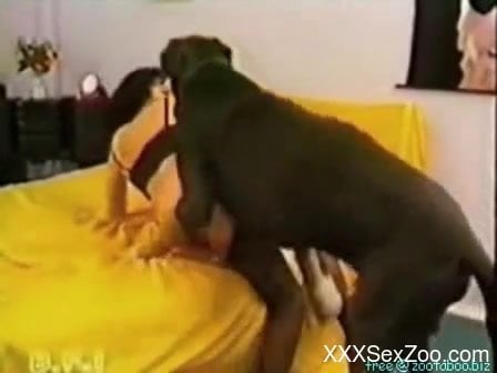 Large dog fucks woman in lingerie without mercy - XXXSexZoo.com