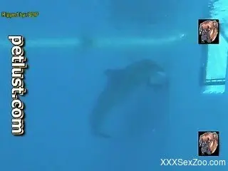 underwater animal porn fetish scenes with the horny dolphin