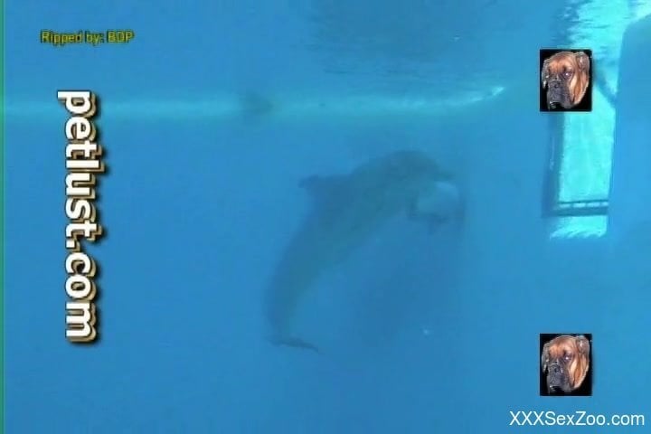 Dolphin Zoo Porn - underwater animal porn fetish scenes with the horny dolphin - XXXSexZoo.com