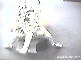 Harsh dog sex video with a woman enjoying it from behind