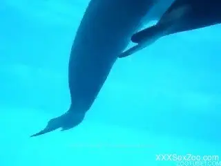 Dolphin swims with dig out while man filming