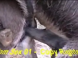 Nice to watch real bestiality fuck between two big farm animals