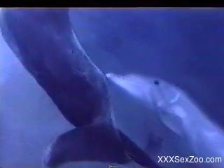 Awesome and aesthetic sex of two real dolphins in the ocean