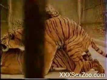 Tiger Xxx - Awesome to see how two wild tigers are fucking in doggy style pose -  XXXSexZoo.com