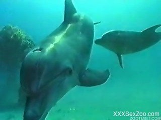 Gorgeous dolphins are enjoying nasty wild sex in the deep blue...